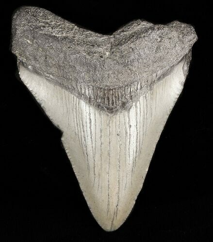 Bargain Juvenile Megalodon Tooth - South Carolina #47235